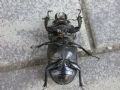 Lucanus tetraodon